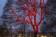 Световая гирлянда стринг-лайт красная, 12м, провод прозрачный