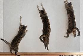 Как отучить кота драть обои с помощью пластика Как отучить кота драть обои с помощью пластика