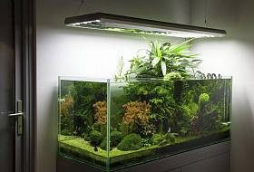 Как сделать аквариум своими руками? Как сделать аквариум своими руками?