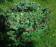 Бордюрная лента Кантри, цвет зеленый, 10000х96 мм